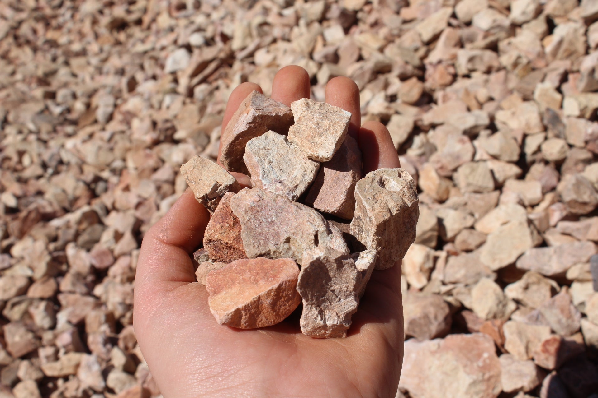 Arizona Blonde – West Valley Rock